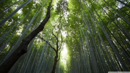 giant_bamboos-wallpaper-1280x720